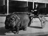 A business man who thought this would be a great form of transportation. I wonder why it is now around today...